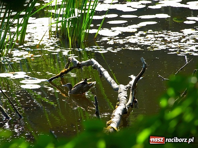 Zdjęcie w galerii na portalu naszraciborz.pl: Zaproszenie do rezerwatu Łężczok wiadomości z regionu