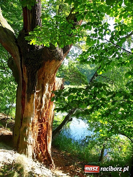 Zdjęcie w galerii na portalu naszraciborz.pl: Zaproszenie do rezerwatu Łężczok wiadomości z regionu