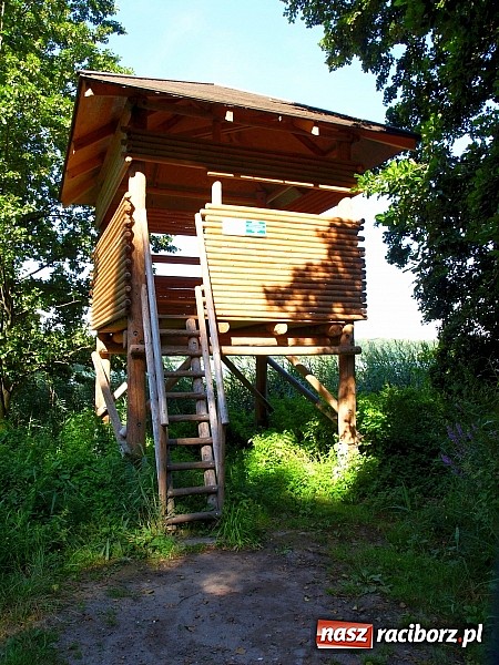 Zdjęcie w galerii na portalu naszraciborz.pl: Zaproszenie do rezerwatu Łężczok wiadomości z regionu