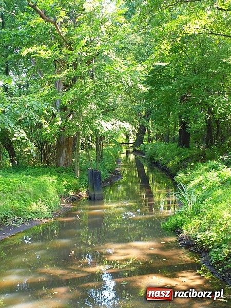 Zdjęcie w galerii na portalu naszraciborz.pl: Zaproszenie do rezerwatu Łężczok wiadomości z regionu