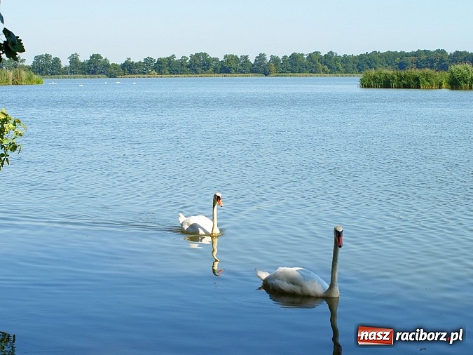 Zdjęcie w galerii na portalu naszraciborz.pl: Zaproszenie do rezerwatu Łężczok wiadomości z regionu