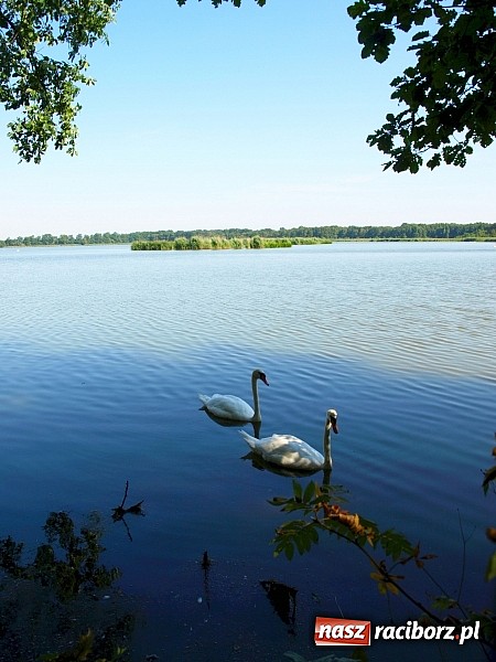 Zdjęcie w galerii na portalu naszraciborz.pl: Zaproszenie do rezerwatu Łężczok wiadomości z regionu