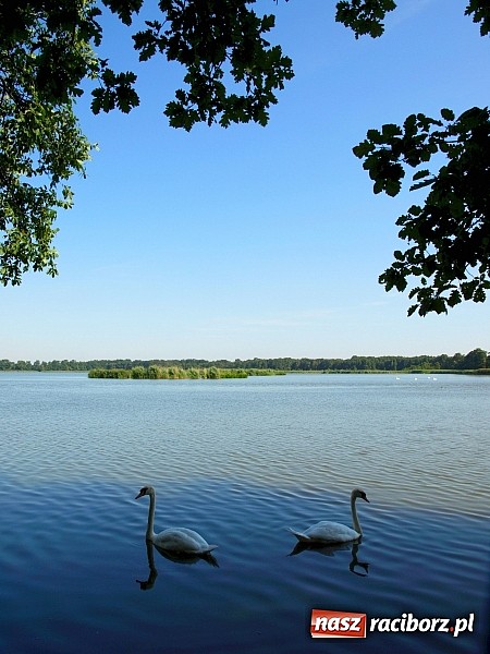 Zdjęcie w galerii na portalu naszraciborz.pl: Zaproszenie do rezerwatu Łężczok wiadomości z regionu