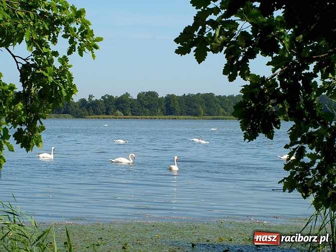 Zdjęcie w galerii na portalu naszraciborz.pl: Zaproszenie do rezerwatu Łężczok wiadomości z regionu
