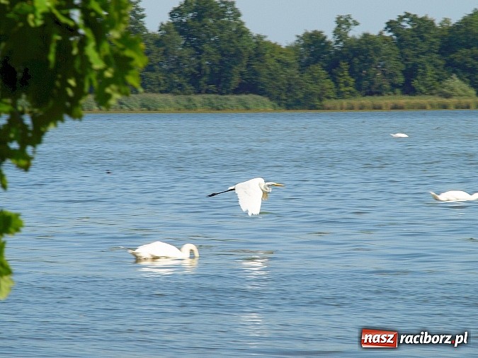Zdjęcie w galerii na portalu naszraciborz.pl: Zaproszenie do rezerwatu Łężczok wiadomości z regionu