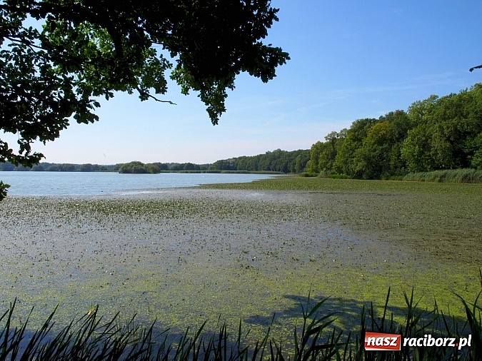 Zdjęcie w galerii na portalu naszraciborz.pl: Zaproszenie do rezerwatu Łężczok wiadomości z regionu