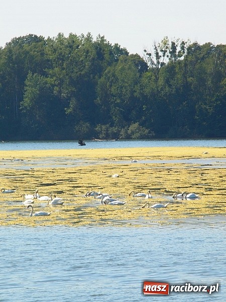 Zdjęcie w galerii na portalu naszraciborz.pl: Zaproszenie do rezerwatu Łężczok wiadomości z regionu