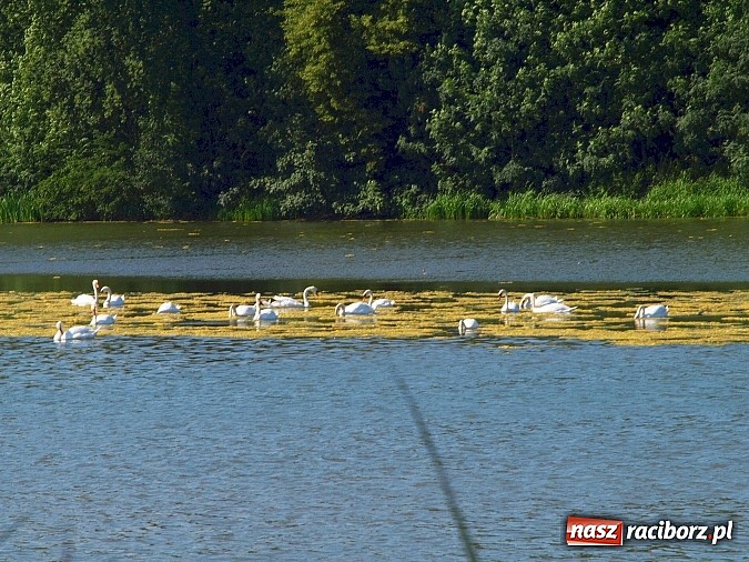 Zdjęcie w galerii na portalu naszraciborz.pl: Zaproszenie do rezerwatu Łężczok wiadomości z regionu
