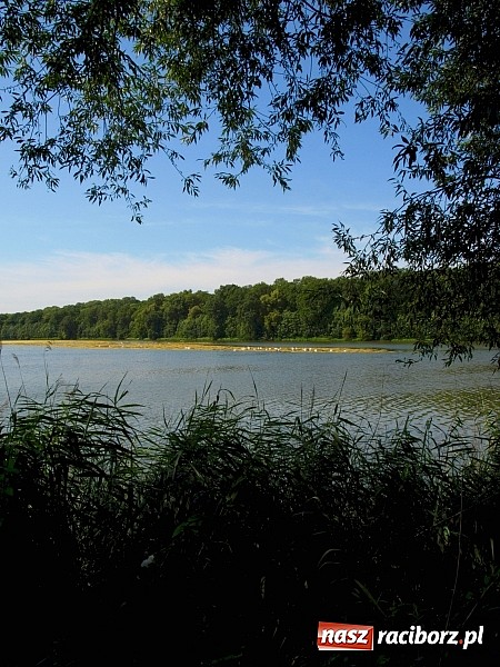 Zdjęcie w galerii na portalu naszraciborz.pl: Zaproszenie do rezerwatu Łężczok wiadomości z regionu