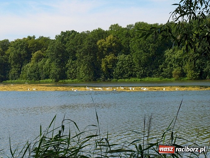 Zdjęcie w galerii na portalu naszraciborz.pl: Zaproszenie do rezerwatu Łężczok wiadomości z regionu