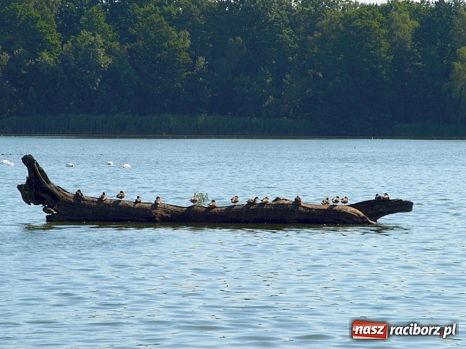 Zdjęcie w galerii na portalu naszraciborz.pl: Zaproszenie do rezerwatu Łężczok wiadomości z regionu