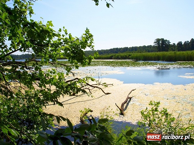 Zdjęcie w galerii na portalu naszraciborz.pl: Zaproszenie do rezerwatu Łężczok wiadomości z regionu