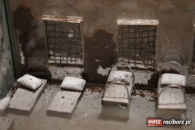 Zdjęcie w galerii na portalu naszraciborz.pl: Ptaki Zofii Wierchowicz w Galerii Sztuki Współczesnej w RCK wiadomości z regionu