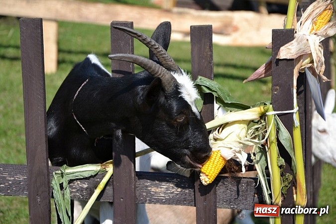 Zdjęcie w galerii na portalu naszraciborz.pl: Tworków pięknie ustrojony na dożynki wiadomości z regionu