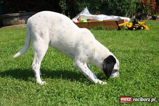 Zdjęcie w galerii na portalu naszraciborz.pl: Piesek szuka domu wiadomości z regionu