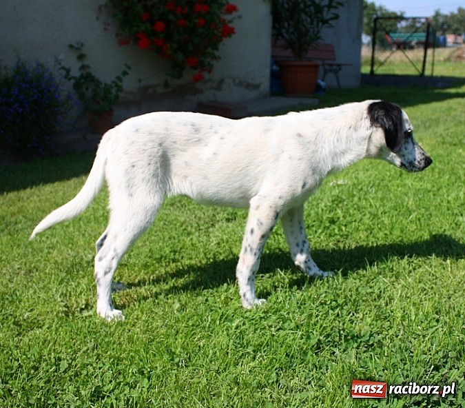 Zdjęcie w galerii na portalu naszraciborz.pl: Piesek szuka domu wiadomości z regionu