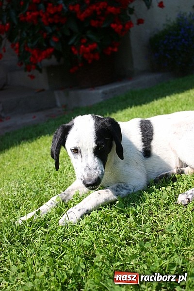 Zdjęcie w galerii na portalu naszraciborz.pl: Piesek szuka domu wiadomości z regionu