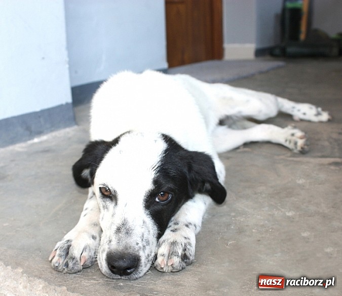 Zdjęcie w galerii na portalu naszraciborz.pl: Piesek szuka domu wiadomości z regionu
