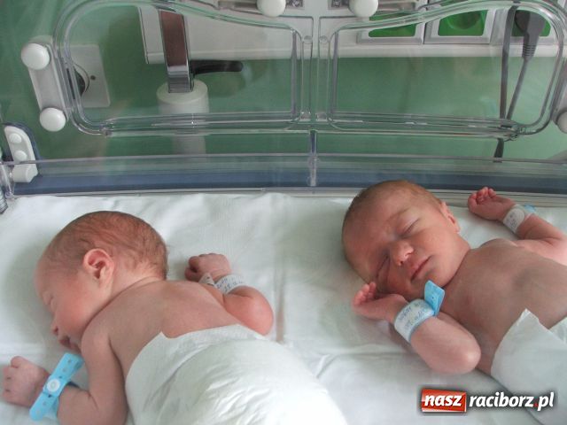 Zdjęcie w galerii na portalu naszraciborz.pl: Takie małe krasnoludki... wiadomości z regionu