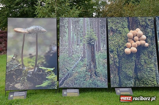 Zdjęcie w galerii na portalu naszraciborz.pl: Wernisaż wystawy Arbores Vitae – Ostatnia taka puszcza  wiadomości z regionu