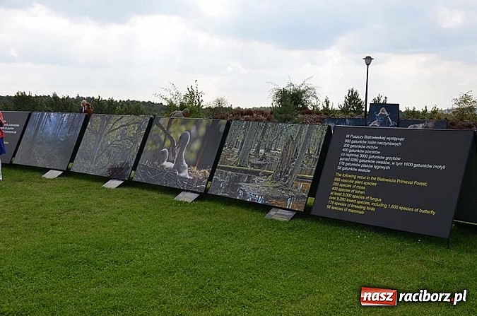 Zdjęcie w galerii na portalu naszraciborz.pl: Wernisaż wystawy Arbores Vitae – Ostatnia taka puszcza  wiadomości z regionu