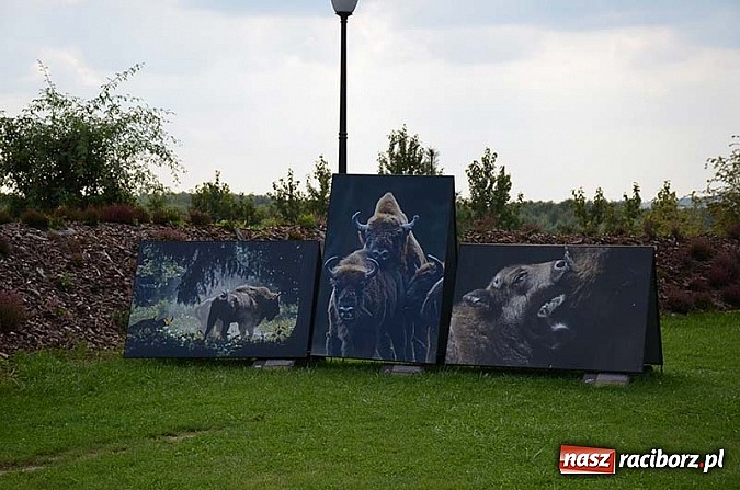Zdjęcie w galerii na portalu naszraciborz.pl: Wernisaż wystawy Arbores Vitae – Ostatnia taka puszcza  wiadomości z regionu