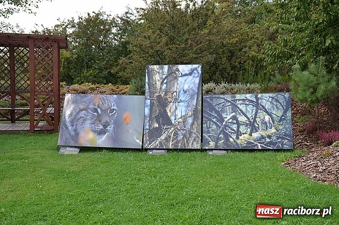 Zdjęcie w galerii na portalu naszraciborz.pl: Wernisaż wystawy Arbores Vitae – Ostatnia taka puszcza  wiadomości z regionu