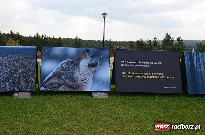 Zdjęcie w galerii na portalu naszraciborz.pl: Wernisaż wystawy Arbores Vitae – Ostatnia taka puszcza  wiadomości z regionu