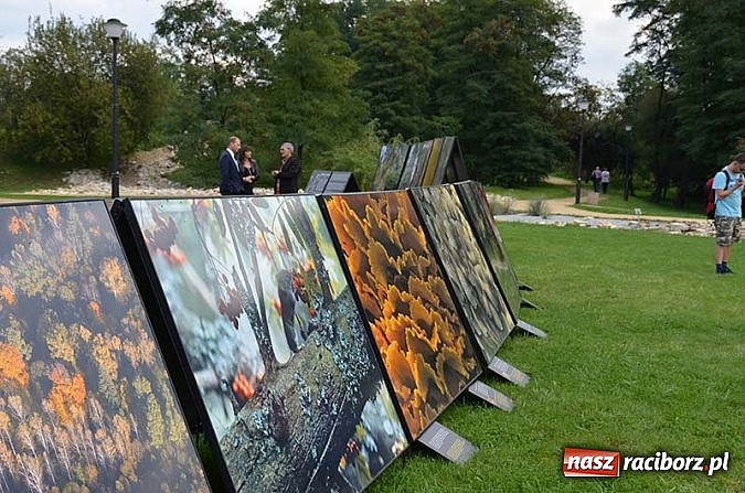 Zdjęcie w galerii na portalu naszraciborz.pl: Wernisaż wystawy Arbores Vitae – Ostatnia taka puszcza  wiadomości z regionu