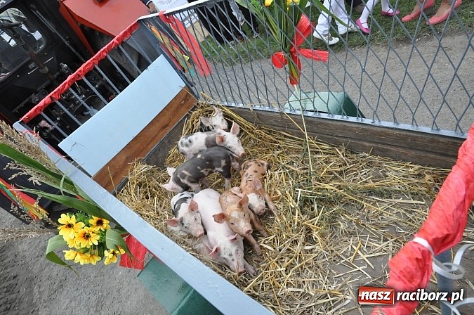 Zdjęcie w galerii na portalu naszraciborz.pl: Korowód jak z Bieńkowic do Raciborza, czyli powiatowe dożynki 2014 wiadomości z regionu