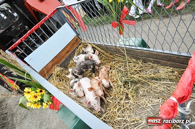 Zdjęcie w galerii na portalu naszraciborz.pl: Słowianki i przyjaciele, czyli dożynki powiatowe w Bieńkowicach na wesoło wiadomości z regionu