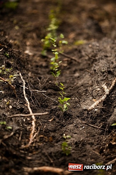 Zdjęcie w galerii na portalu naszraciborz.pl: Nadleśnictwo Siewierz „Po stronie natury” - posadzono ponad 2 tysiące drzew! wiadomości z regionu