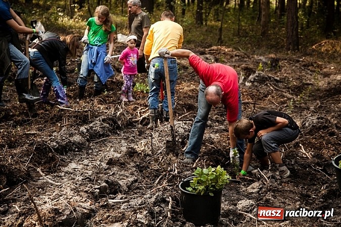 Zdjęcie w galerii na portalu naszraciborz.pl: Nadleśnictwo Siewierz „Po stronie natury” - posadzono ponad 2 tysiące drzew! wiadomości z regionu