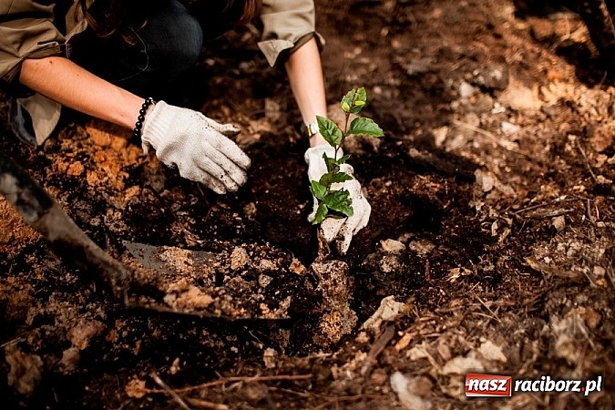 Zdjęcie w galerii na portalu naszraciborz.pl: Nadleśnictwo Siewierz „Po stronie natury” - posadzono ponad 2 tysiące drzew! wiadomości z regionu