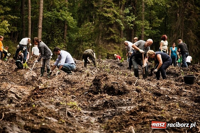 Zdjęcie w galerii na portalu naszraciborz.pl: Nadleśnictwo Siewierz „Po stronie natury” - posadzono ponad 2 tysiące drzew! wiadomości z regionu
