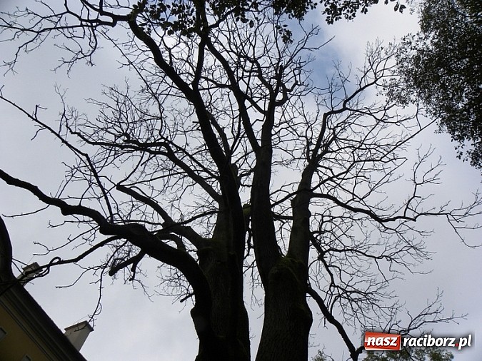 Zdjęcie w galerii na portalu naszraciborz.pl:  Europejskie Dni Dziedzictwa w Rudach wiadomości z regionu