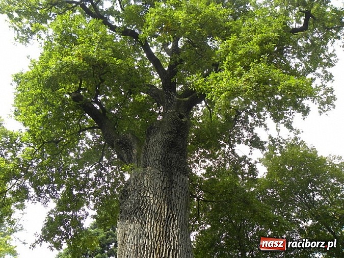Zdjęcie w galerii na portalu naszraciborz.pl:  Europejskie Dni Dziedzictwa w Rudach wiadomości z regionu