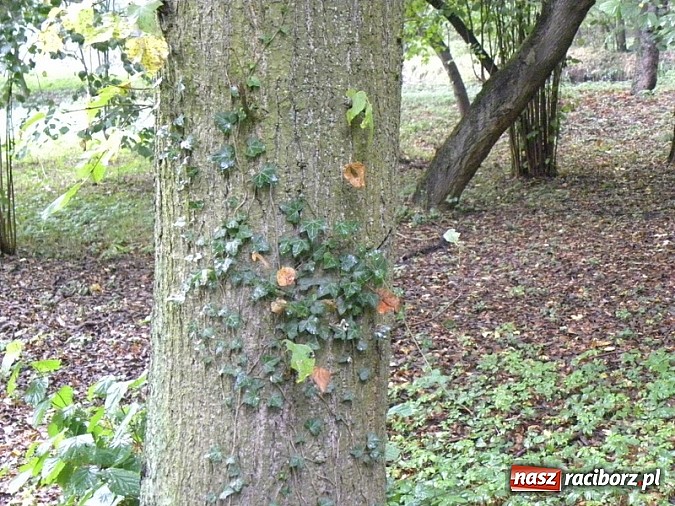 Zdjęcie w galerii na portalu naszraciborz.pl:  Europejskie Dni Dziedzictwa w Rudach wiadomości z regionu