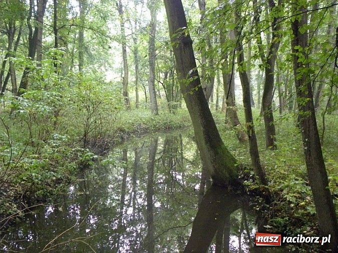 Zdjęcie w galerii na portalu naszraciborz.pl:  Europejskie Dni Dziedzictwa w Rudach wiadomości z regionu