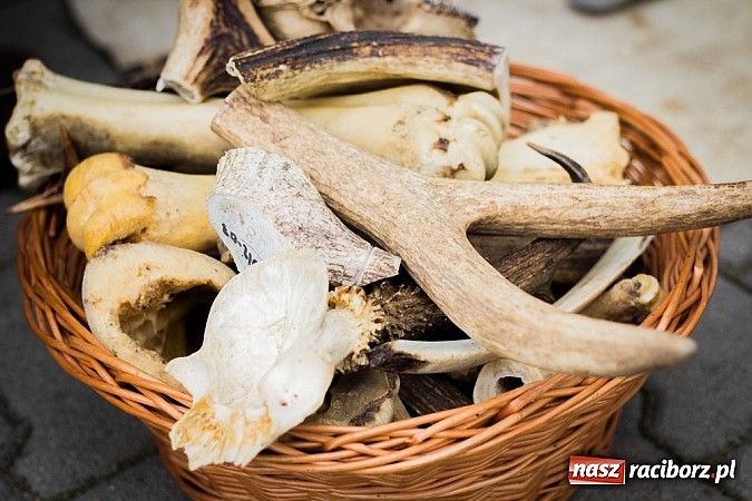 Zdjęcie w galerii na portalu naszraciborz.pl: Piknik archeologiczny w Pietrowicach Wielkich wiadomości z regionu