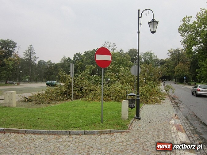 Zdjęcie w galerii na portalu naszraciborz.pl: Wichura powaliła starą lipę przy opactwie. Nepomucen miał szczęście wiadomości z regionu