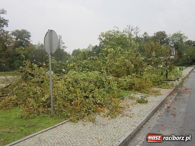 Zdjęcie w galerii na portalu naszraciborz.pl: Wichura powaliła starą lipę przy opactwie. Nepomucen miał szczęście wiadomości z regionu
