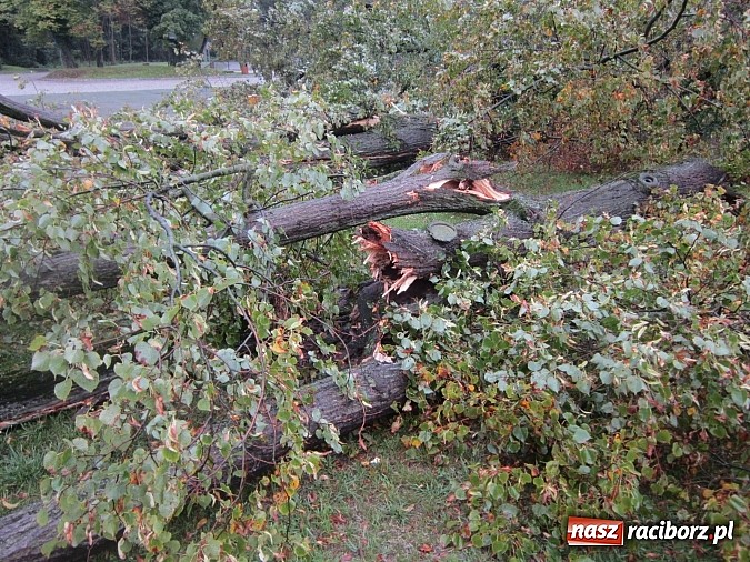 Zdjęcie w galerii na portalu naszraciborz.pl: Wichura powaliła starą lipę przy opactwie. Nepomucen miał szczęście wiadomości z regionu