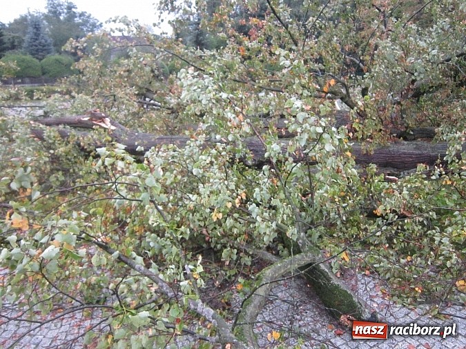 Zdjęcie w galerii na portalu naszraciborz.pl: Wichura powaliła starą lipę przy opactwie. Nepomucen miał szczęście wiadomości z regionu