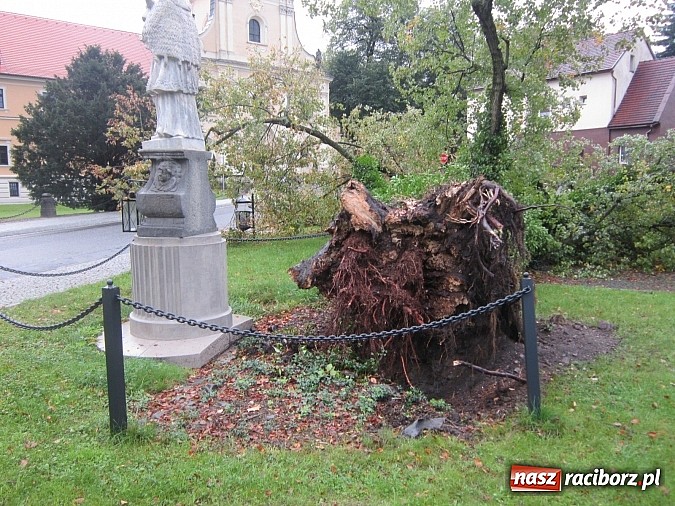 Zdjęcie w galerii na portalu naszraciborz.pl: Wichura powaliła starą lipę przy opactwie. Nepomucen miał szczęście wiadomości z regionu