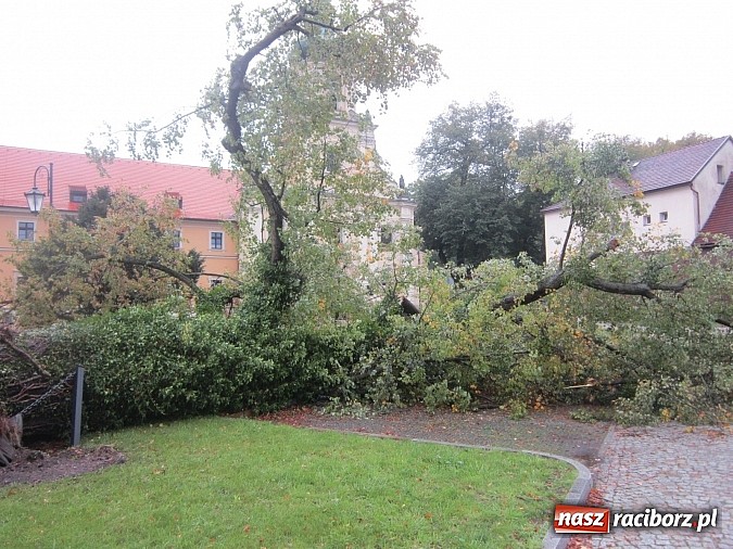 Zdjęcie w galerii na portalu naszraciborz.pl: Wichura powaliła starą lipę przy opactwie. Nepomucen miał szczęście wiadomości z regionu