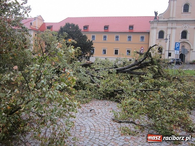 Zdjęcie w galerii na portalu naszraciborz.pl: Wichura powaliła starą lipę przy opactwie. Nepomucen miał szczęście wiadomości z regionu