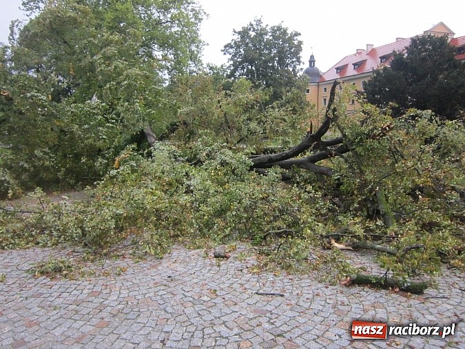 Zdjęcie w galerii na portalu naszraciborz.pl: Wichura powaliła starą lipę przy opactwie. Nepomucen miał szczęście wiadomości z regionu