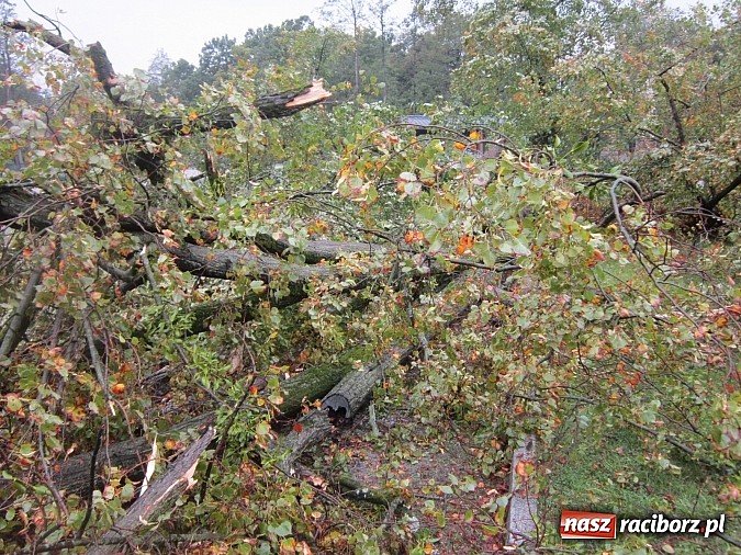 Zdjęcie w galerii na portalu naszraciborz.pl: Wichura powaliła starą lipę przy opactwie. Nepomucen miał szczęście wiadomości z regionu
