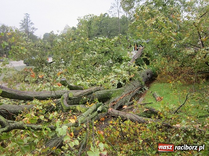 Zdjęcie w galerii na portalu naszraciborz.pl: Wichura powaliła starą lipę przy opactwie. Nepomucen miał szczęście wiadomości z regionu